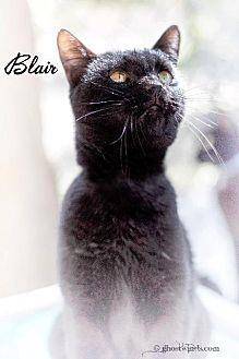 Blair (10643669)