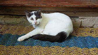 Blanca (COUR (20549003)