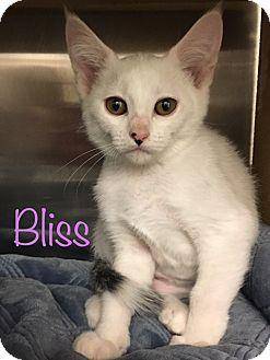 Bliss (18552272)