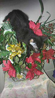 Blitzen (20275514)