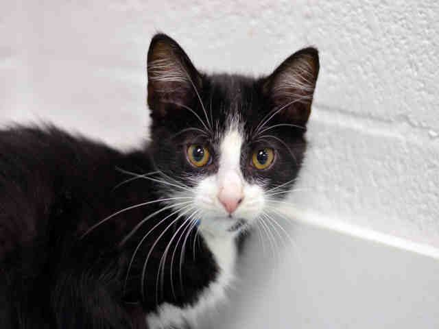 BLITZEN (A1933826)