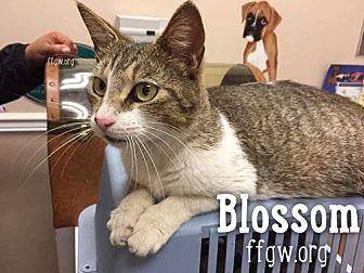 Blossom (18648012)