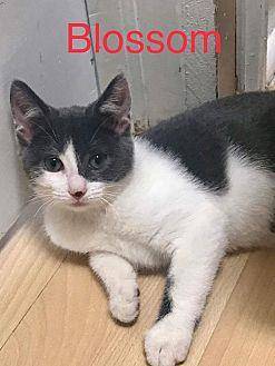 Blossom (20171500)