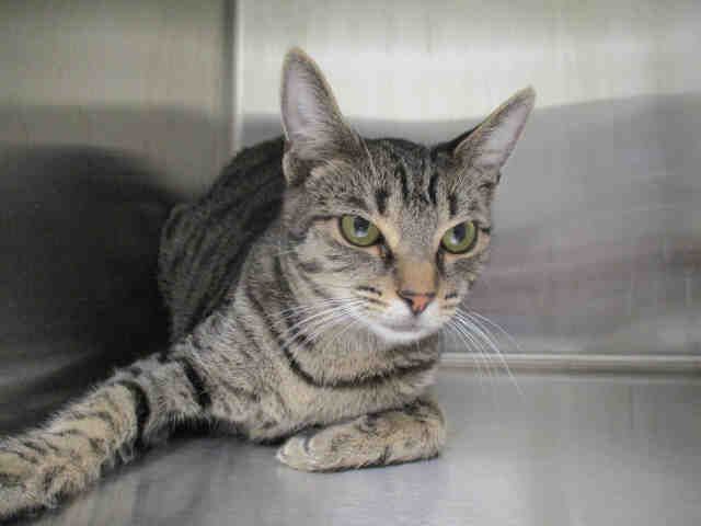 BLOSSOM (A178618)