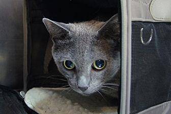 Blue (20077349)