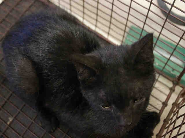 *BLUEBELL (A485033)