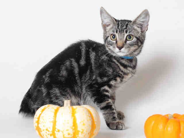 BOBBY (A117026)