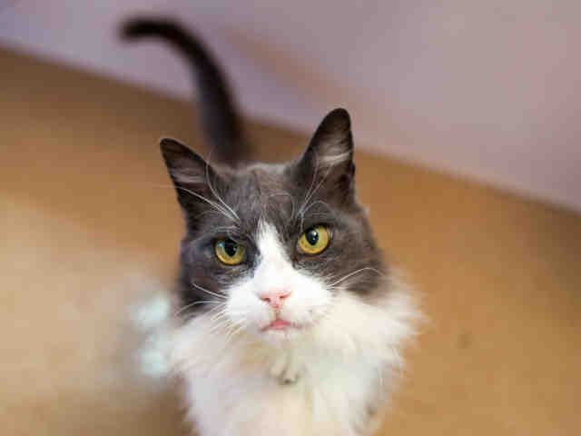 BOBBY (A654426)