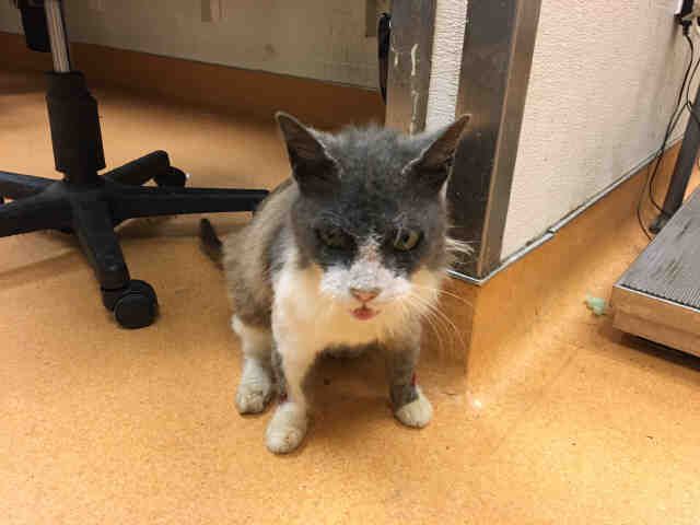 BOBBY (A654426)