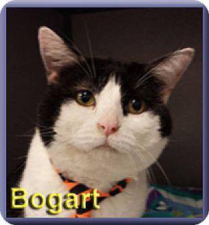 Bogart (11895648)