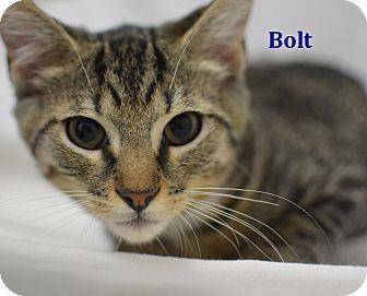 Bolt (18826784)