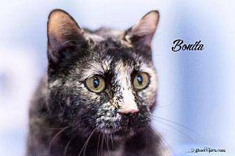Bonita (17267047)