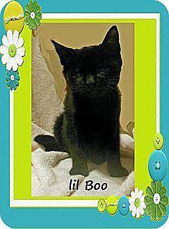 Boo (10572621)