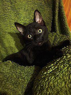 BOO (19670843)