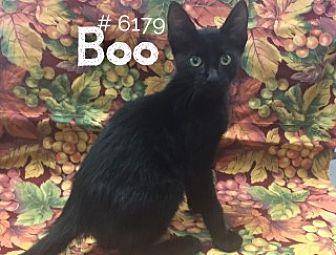 Boo (19738239)