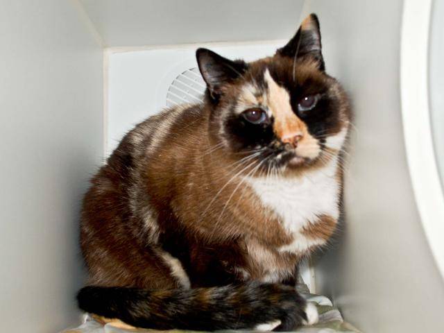 BOO BOO (A243953)