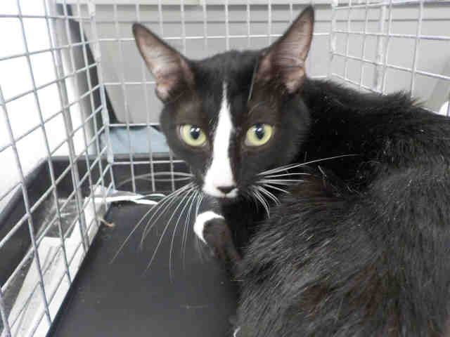 BOOBOO (A1935592)