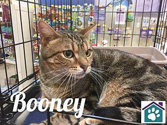 BOONEY (19978347)
