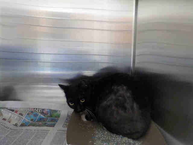 BOOTS (A1937903)