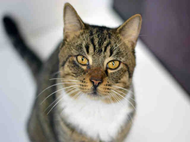 BOWIE (A1932739)