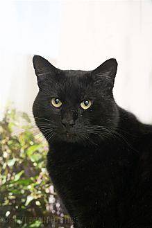 Boykin (20540978)