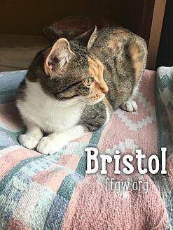 Bristol (20422923)