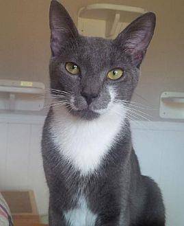 Brodie Lap C (18165807)