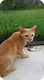 Brody (13248015)