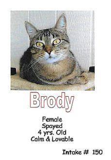 Brody (18457488)