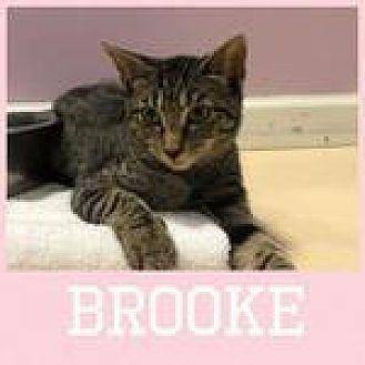 Brooke (19573089)