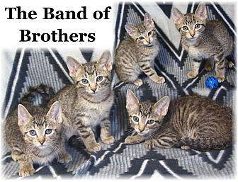 Brothers (20647061)