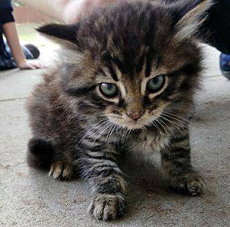 Brownie (20056547)