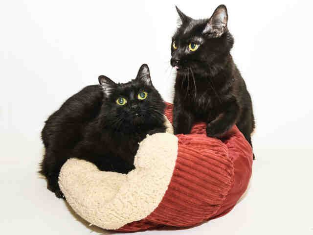 BROWNIE (A410289)