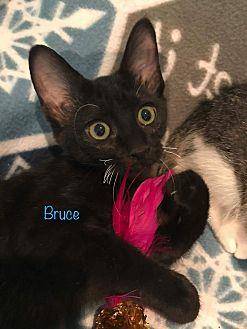 Bruce (19899090)