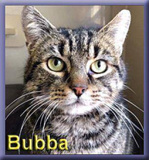 Bubba (20487150)