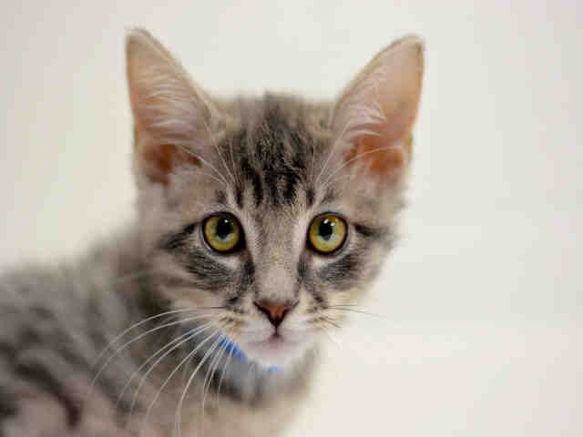 BUBBA (A1931469)