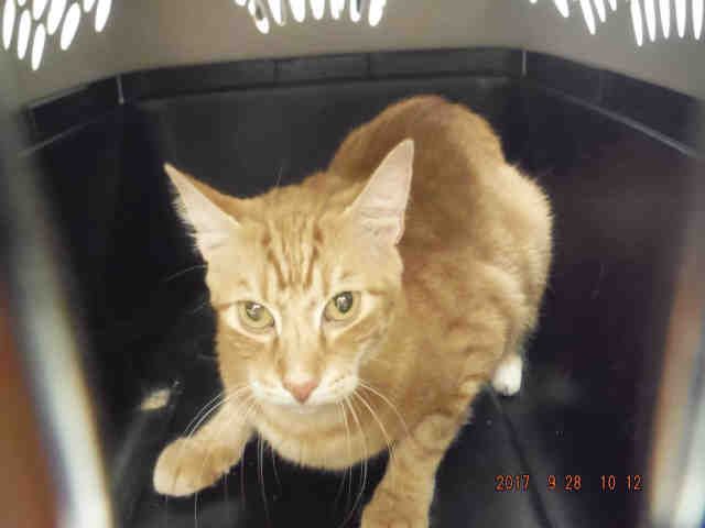 BUBBA (A576485)