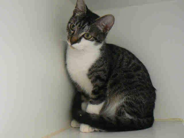 BUD (A008645)