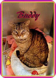 Buddy (17372850)