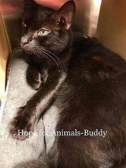 Buddy (19419081)