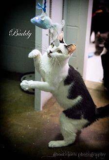 Buddy (19525339)