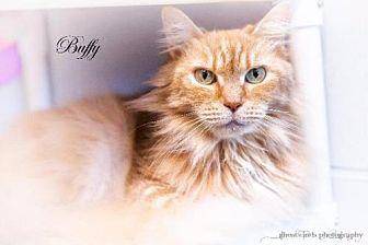 Buffy (20085687)