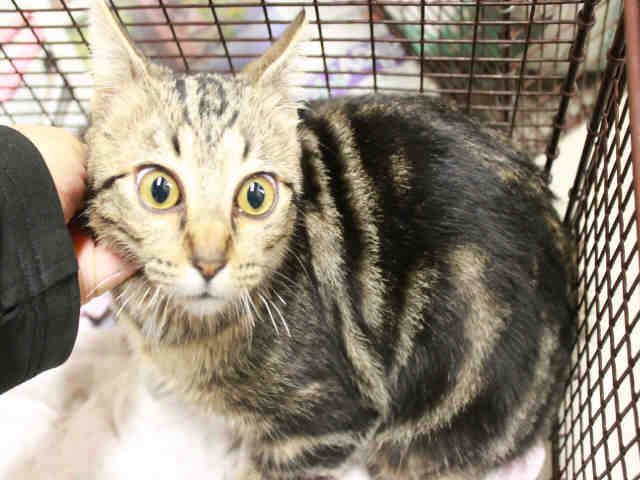 *BUGGY (A492136)
