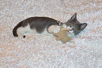 Bugsby (14511040)