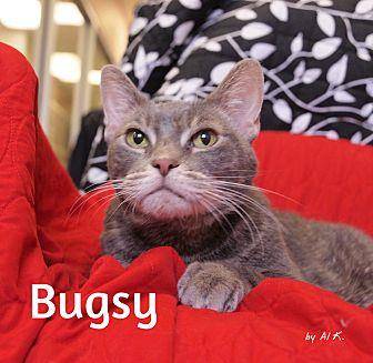 Bugsy (20172117)