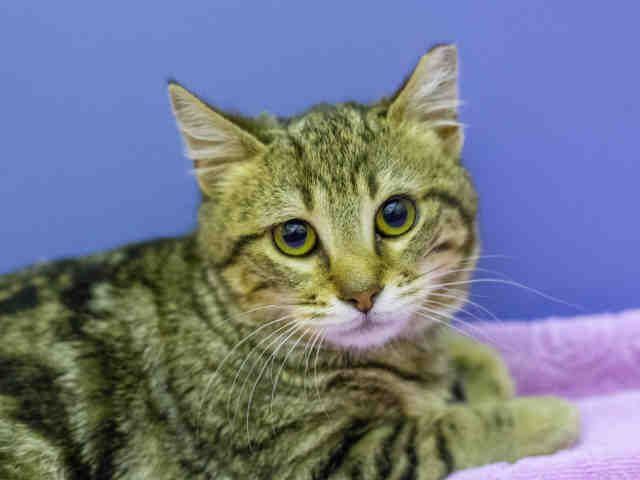 BUMBLE (A905309)