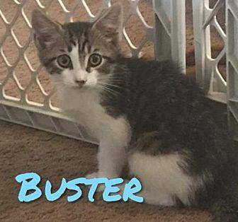 Buster (19297885)