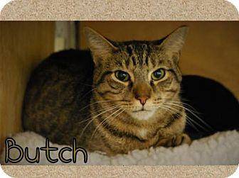 Butch (17585528)