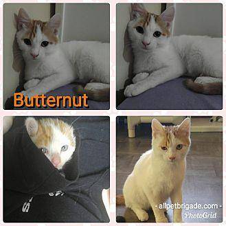 Butternut (20093856)