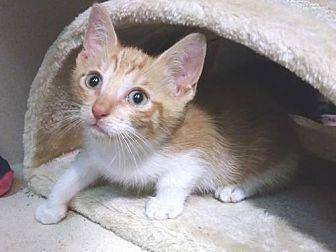 Butterscotch (19570954)